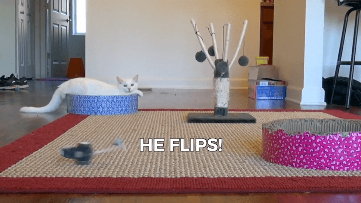 Frame from a Mousr prototype test with a cat in a home